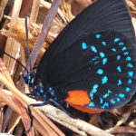 Atala Butterfly at Green Cay Wetlands