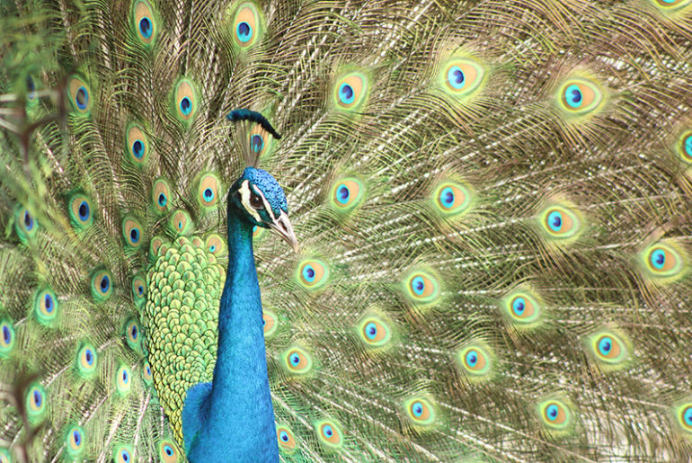 Peacock at Crandon Gardens