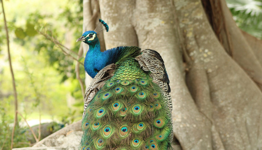 Take a magical hike among peacocks at Miami’s Crandon Park Gardens.